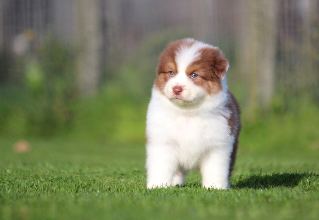 des Terres De Khairyaca - Chiots disponibles - Berger Australien