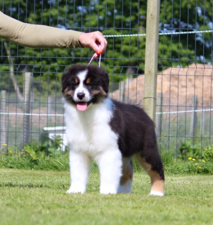 des Terres De Khairyaca - Chiots disponibles - Berger Australien