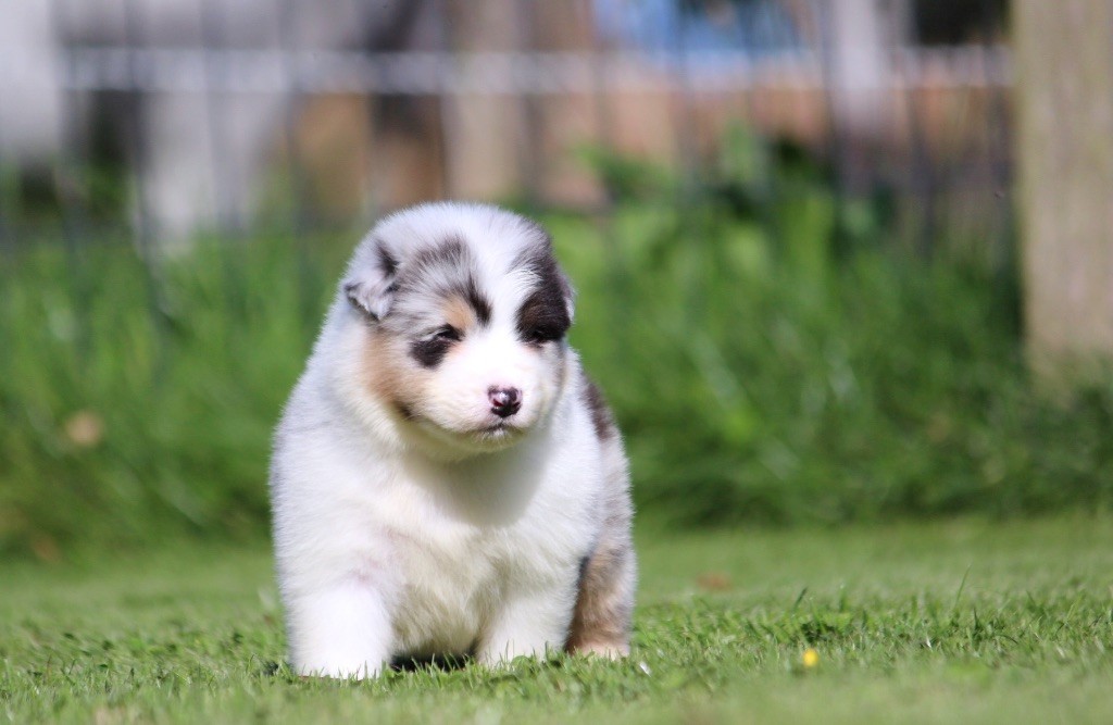 des Terres De Khairyaca - Chiots disponibles - Berger Australien