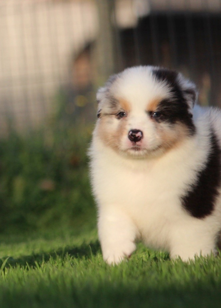 des Terres De Khairyaca - Chiots disponibles - Berger Australien