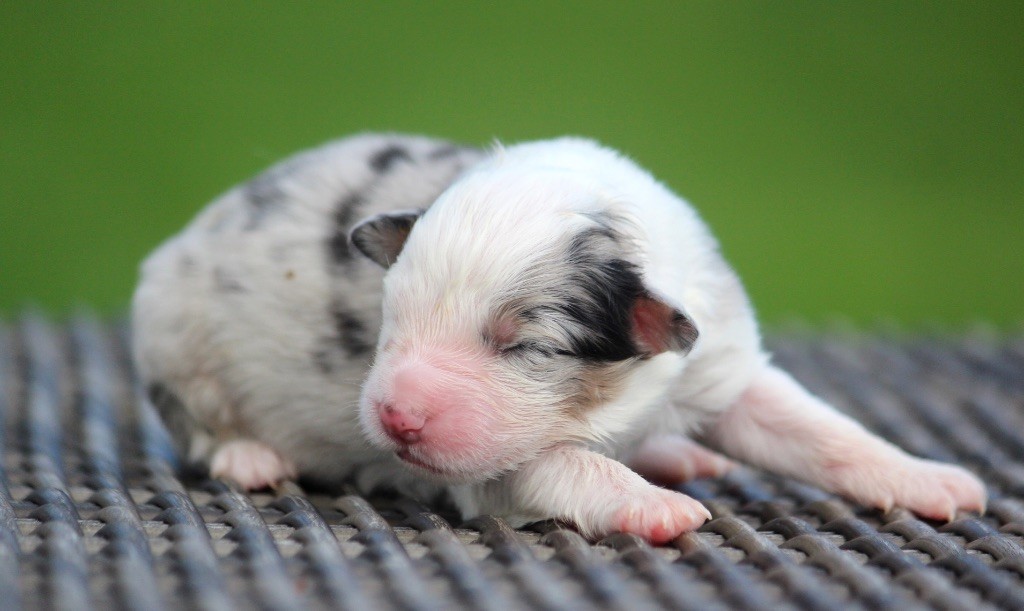 des Terres De Khairyaca - Chiots disponibles - Berger Australien
