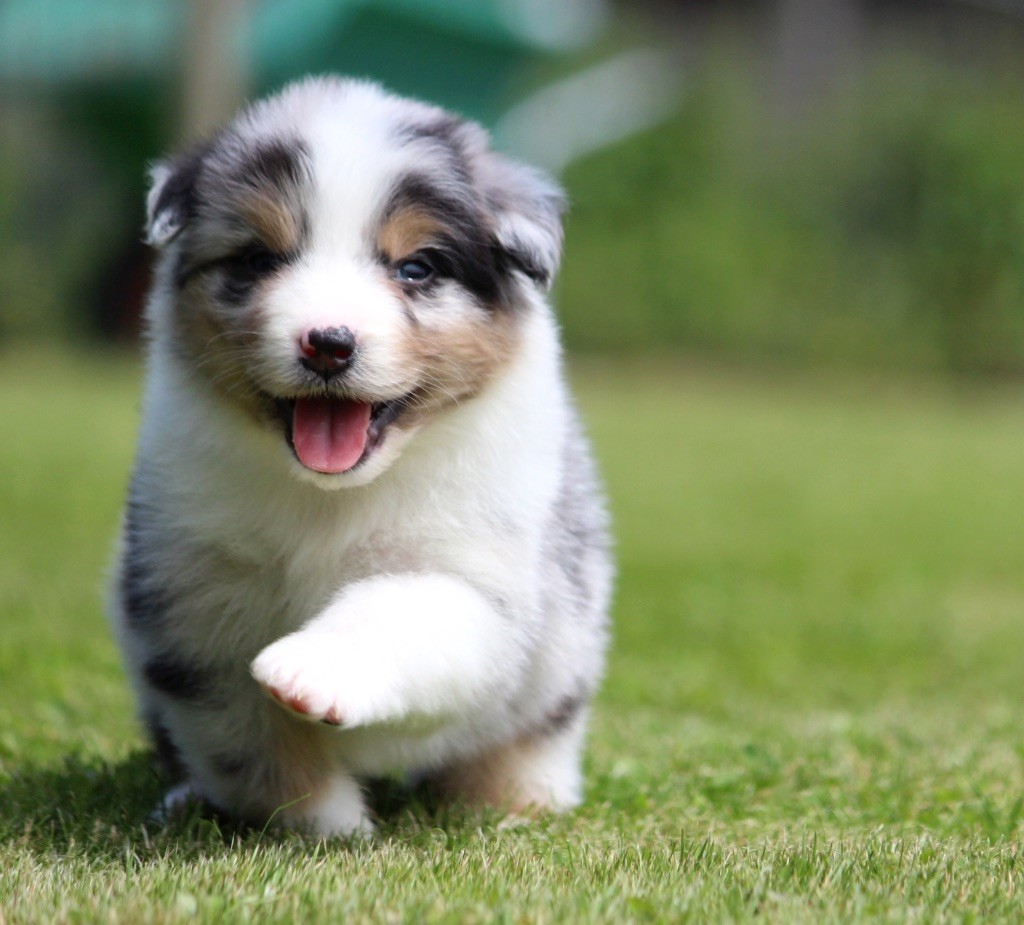 des Terres De Khairyaca - Chiots disponibles - Berger Australien