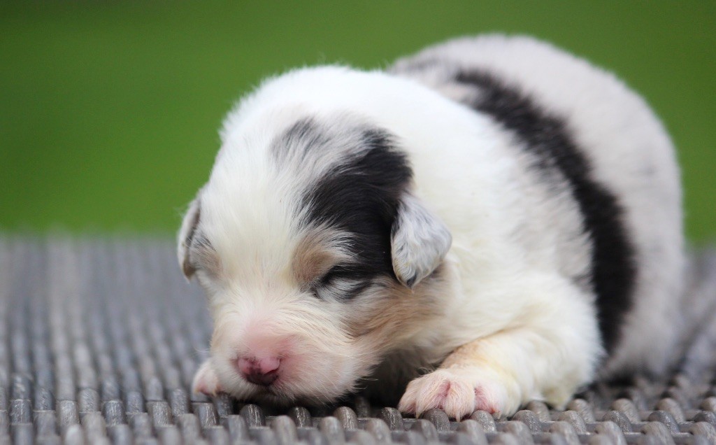 des Terres De Khairyaca - Chiots disponibles - Berger Australien