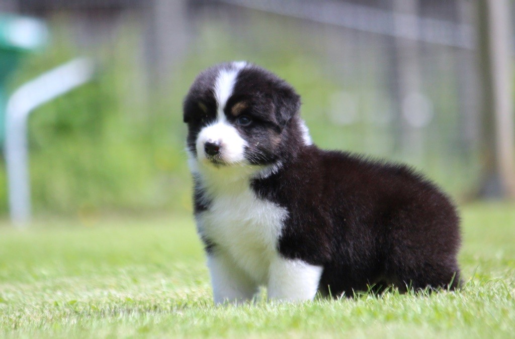 des Terres De Khairyaca - Chiots disponibles - Berger Australien