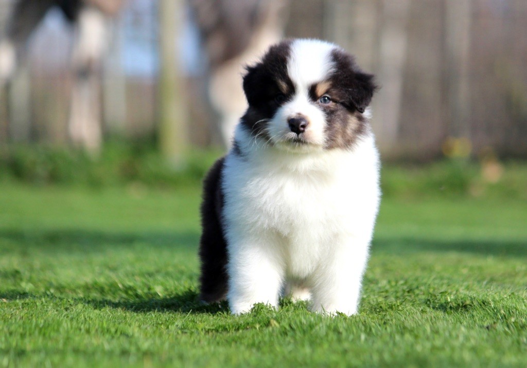 des Terres De Khairyaca - Chiots disponibles - Berger Australien