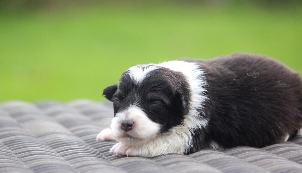 des Terres De Khairyaca - Chiots disponibles - Berger Australien