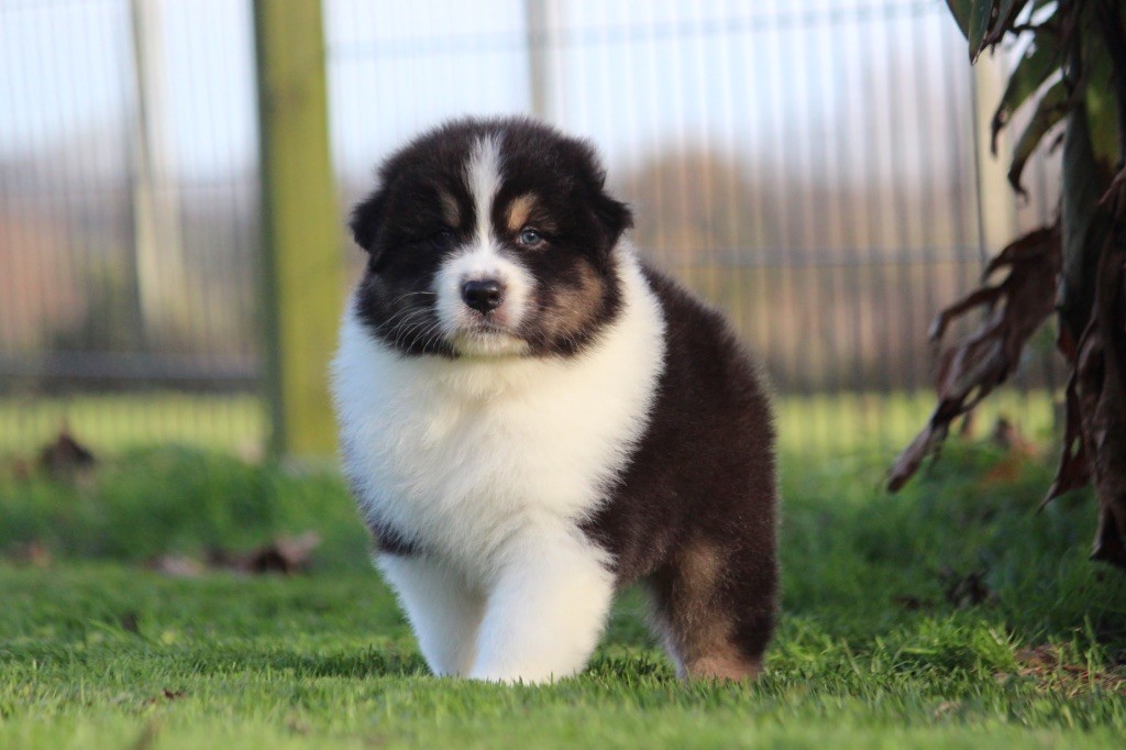 des Terres De Khairyaca - Chiots disponibles - Berger Australien