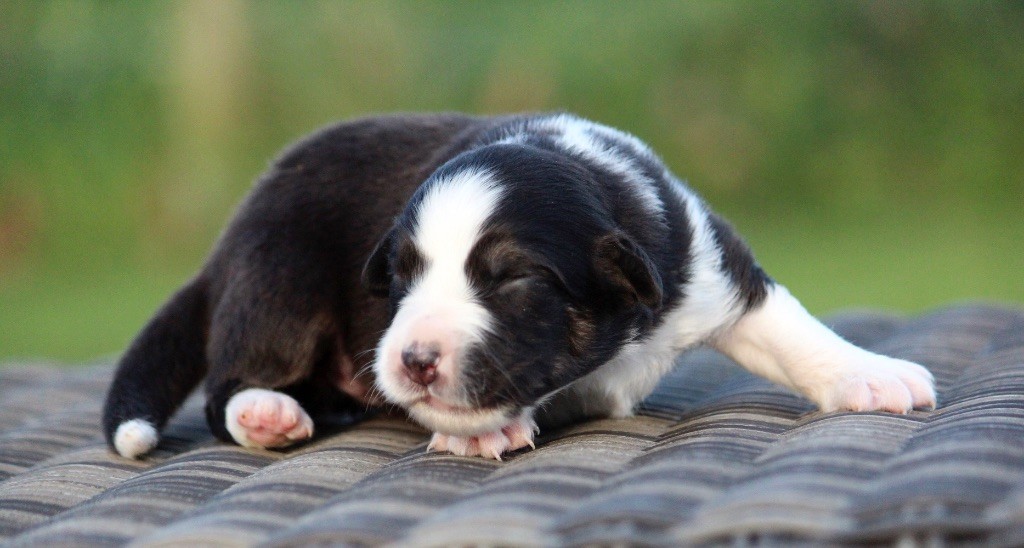 des Terres De Khairyaca - Chiots disponibles - Berger Australien