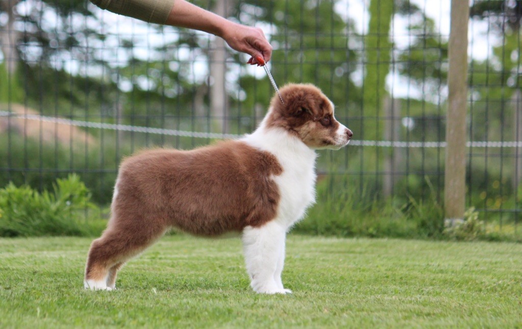 des Terres De Khairyaca - Chiots disponibles - Berger Australien