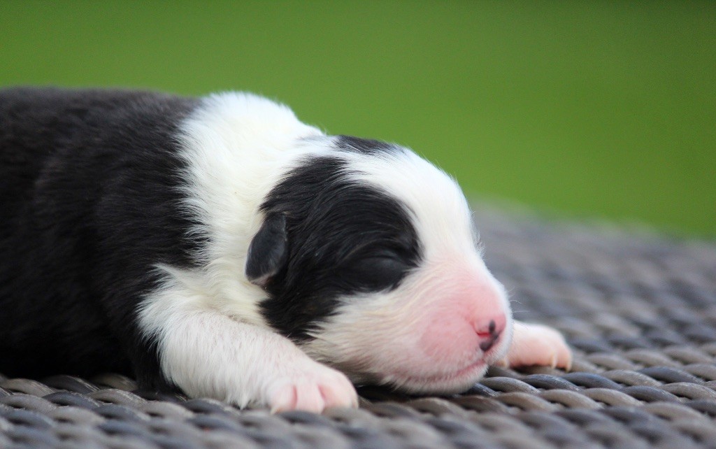 des Terres De Khairyaca - Chiots disponibles - Berger Australien