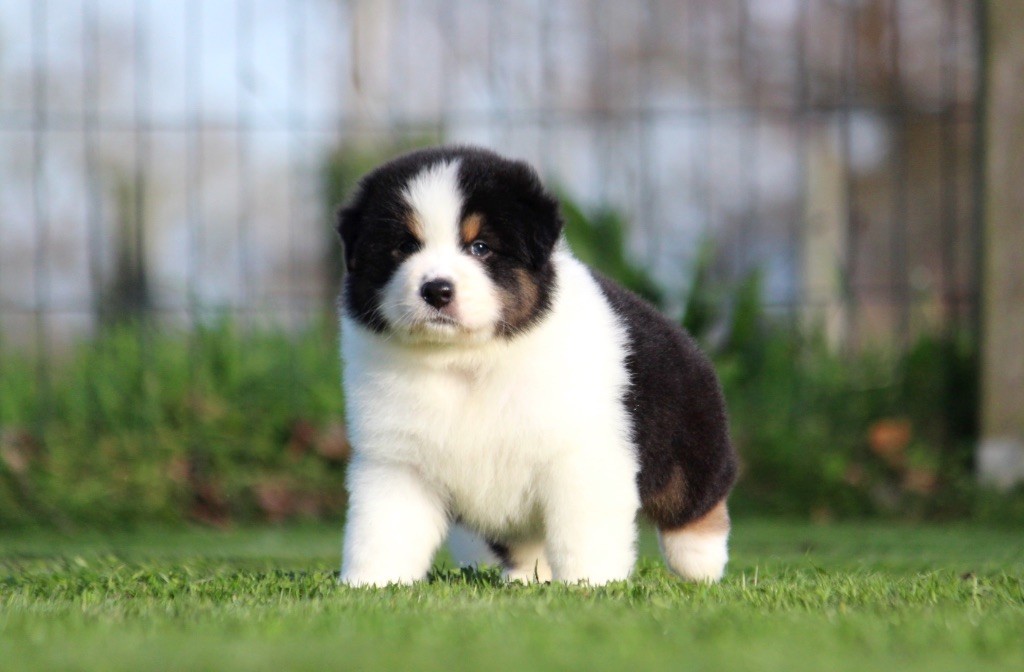 des Terres De Khairyaca - Chiots disponibles - Berger Australien