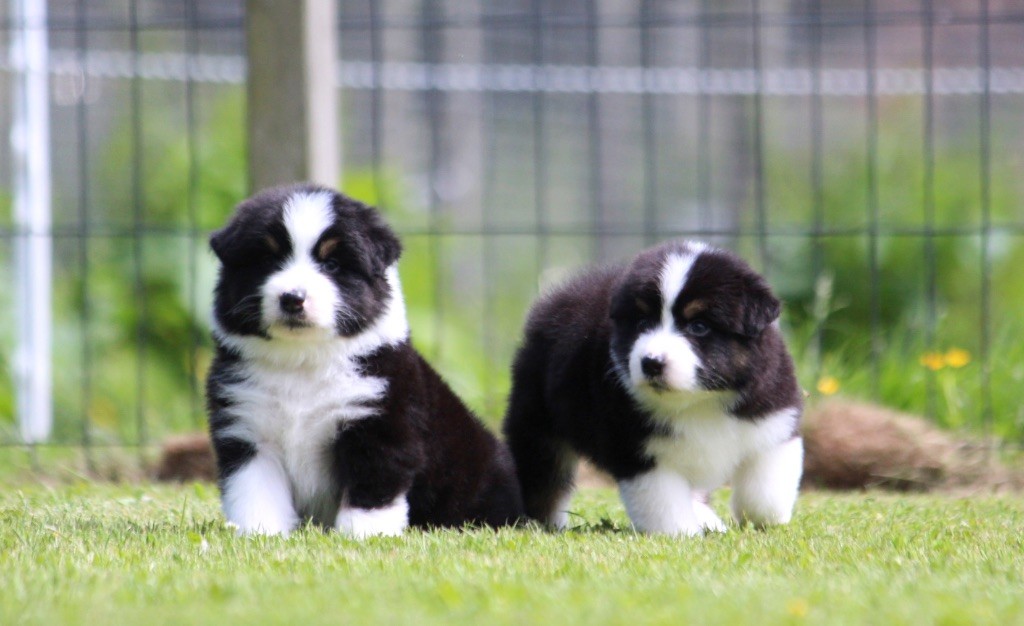 Chiot Berger Australien des Terres De Khairyaca