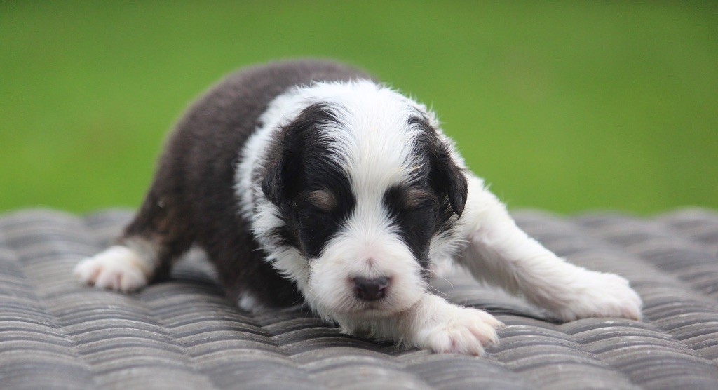 des Terres De Khairyaca - Chiots disponibles - Berger Australien