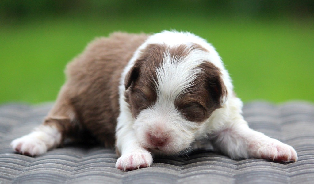 des Terres De Khairyaca - Chiots disponibles - Berger Australien