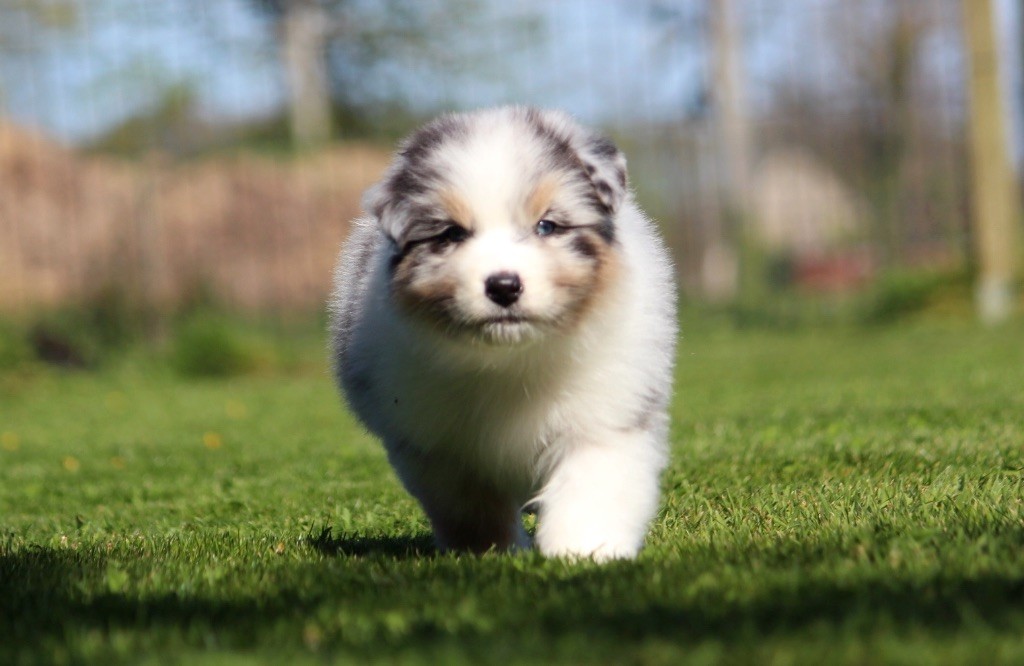 des Terres De Khairyaca - Chiots disponibles - Berger Australien