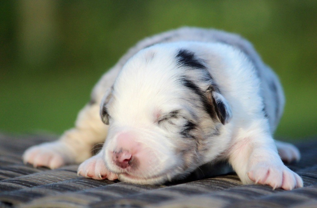 des Terres De Khairyaca - Chiots disponibles - Berger Australien