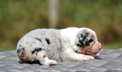 Chiot N°1