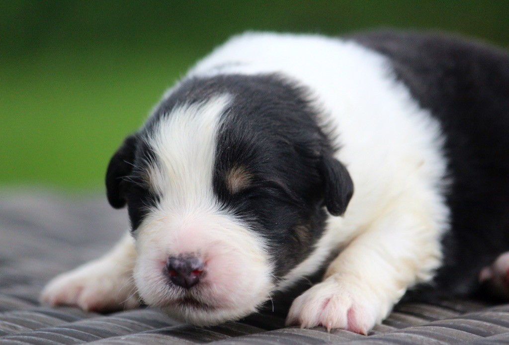 des Terres De Khairyaca - Chiots disponibles - Berger Australien