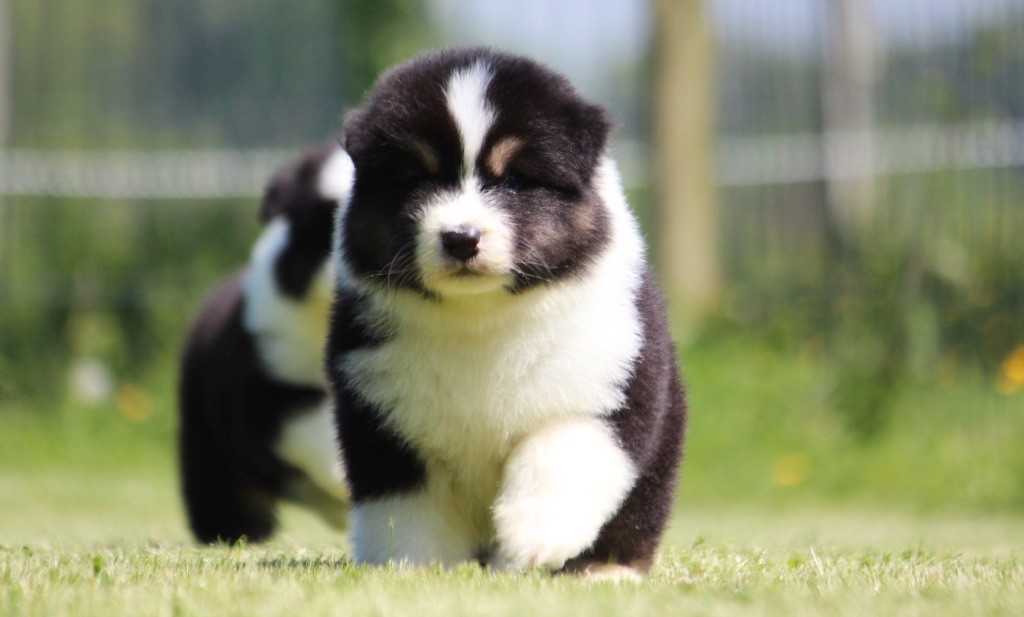 des Terres De Khairyaca - Chiots disponibles - Berger Australien