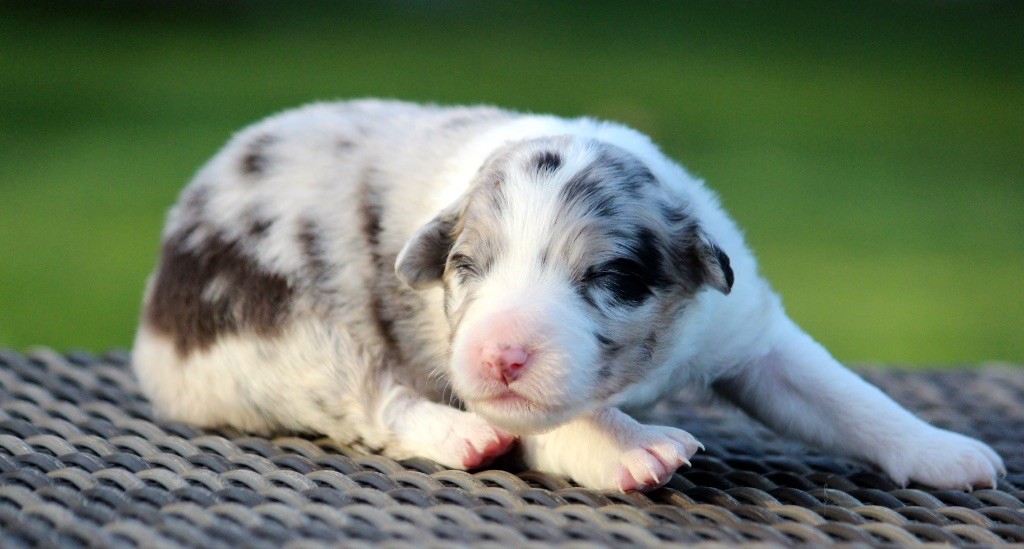 Chiot Berger Australien des Terres De Khairyaca