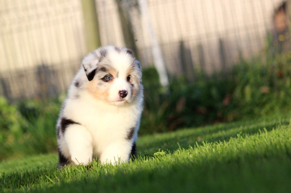 des Terres De Khairyaca - Chiots disponibles - Berger Australien