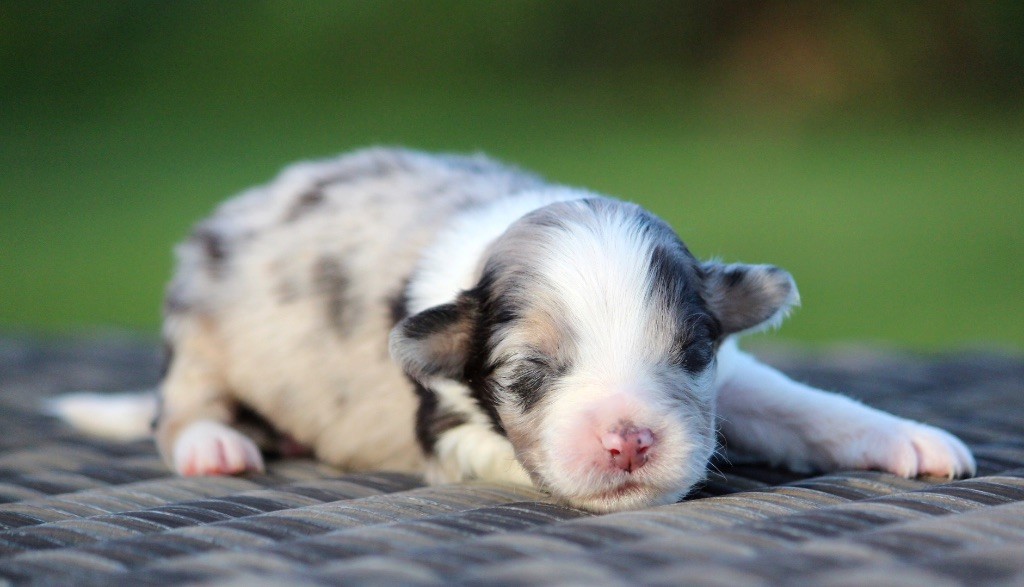 des Terres De Khairyaca - Chiots disponibles - Berger Australien