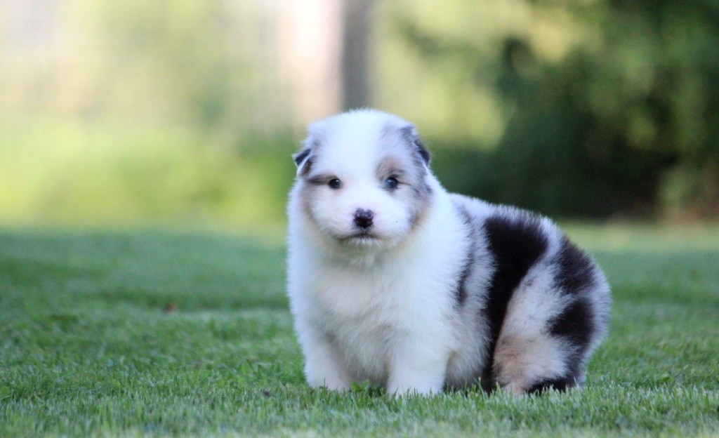 des Terres De Khairyaca - Chiots disponibles - Berger Australien