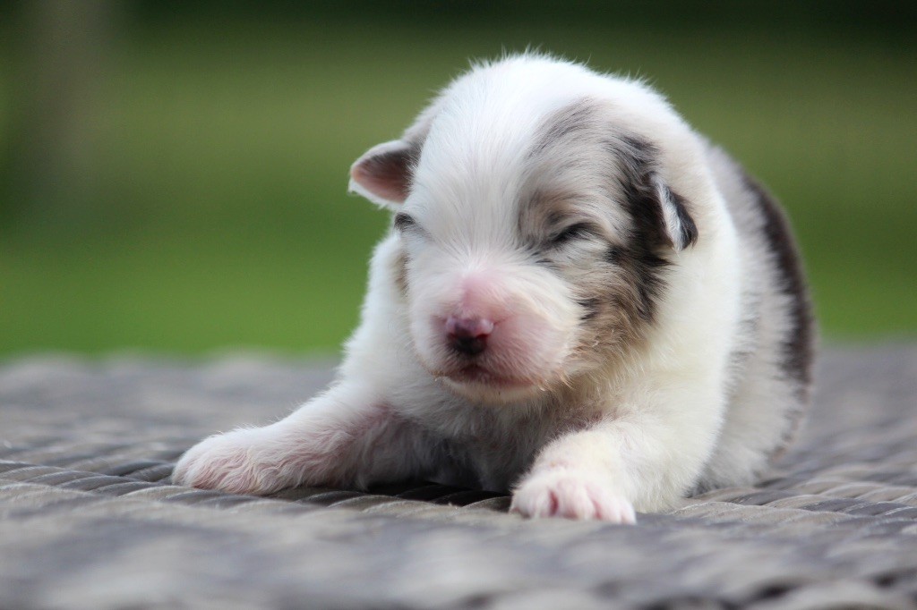 des Terres De Khairyaca - Chiots disponibles - Berger Australien