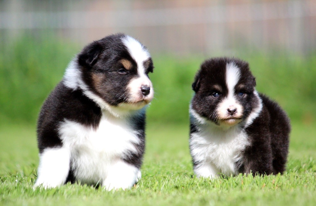 Chiot Berger Australien des Terres De Khairyaca