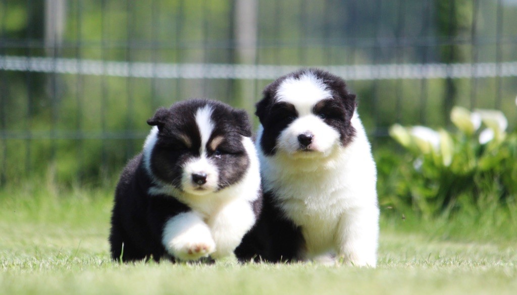Chiot Berger Australien des Terres De Khairyaca