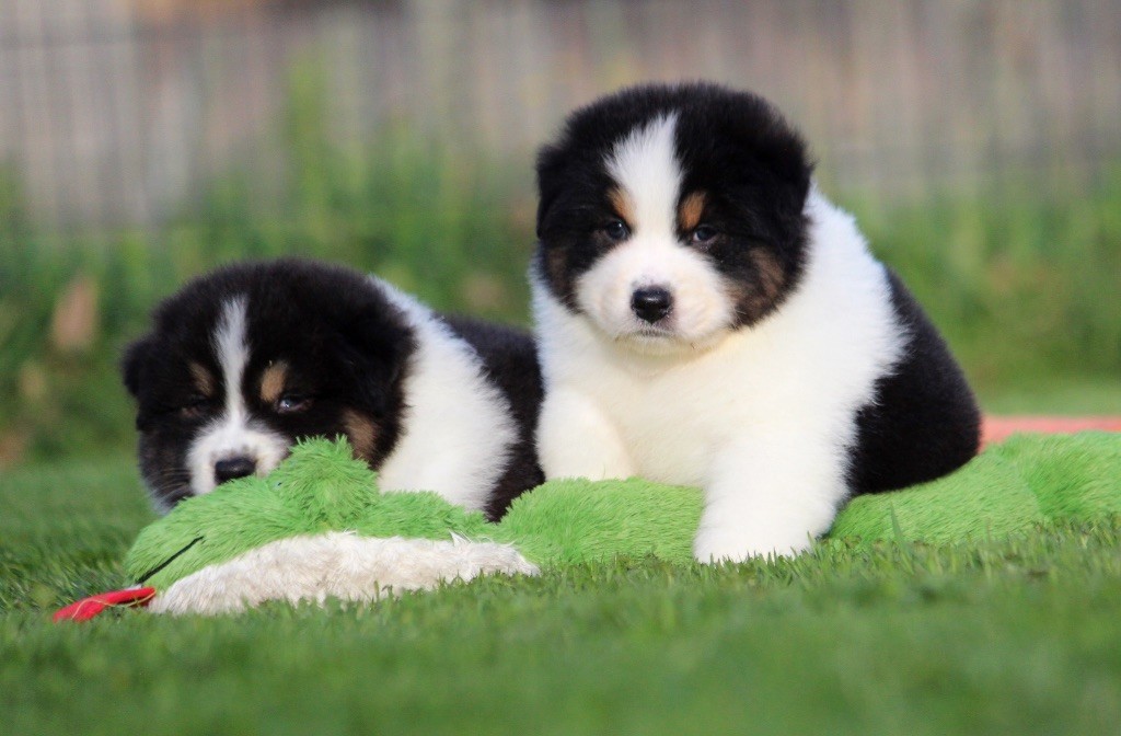 des Terres De Khairyaca - Berger Australien - Portée née le 05/10/2025