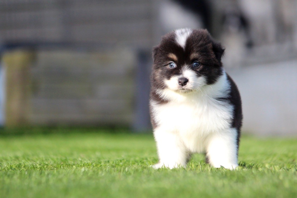 des Terres De Khairyaca - Chiots disponibles - Berger Australien