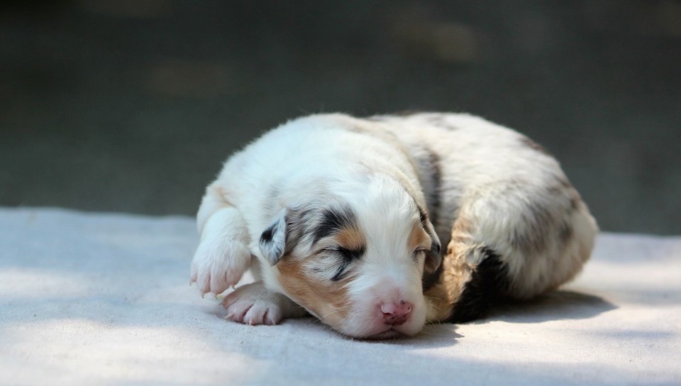 des Terres De Khairyaca - Berger Australien - Portée née le 08/05/2019