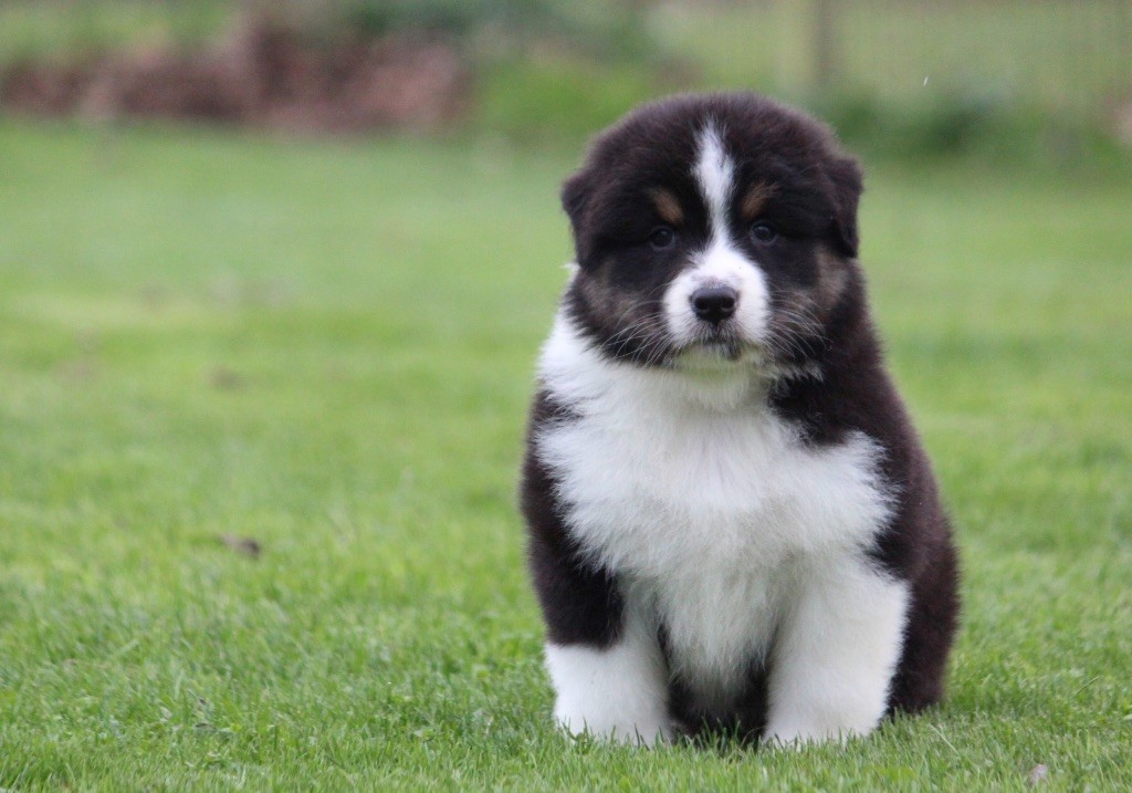 des Terres De Khairyaca - Chiots disponibles - Berger Australien