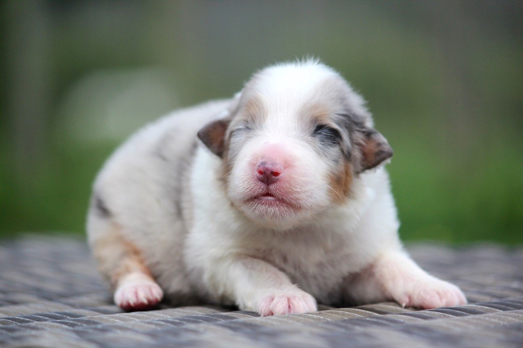 des Terres De Khairyaca - Chiots disponibles - Berger Australien