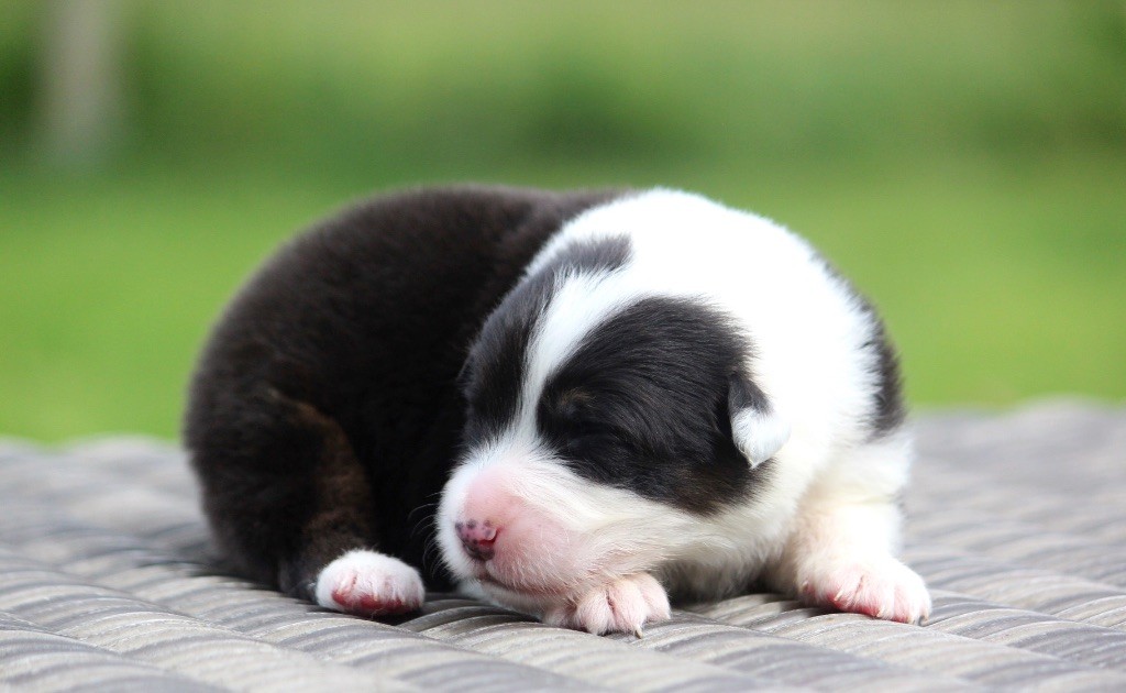 des Terres De Khairyaca - Chiots disponibles - Berger Australien