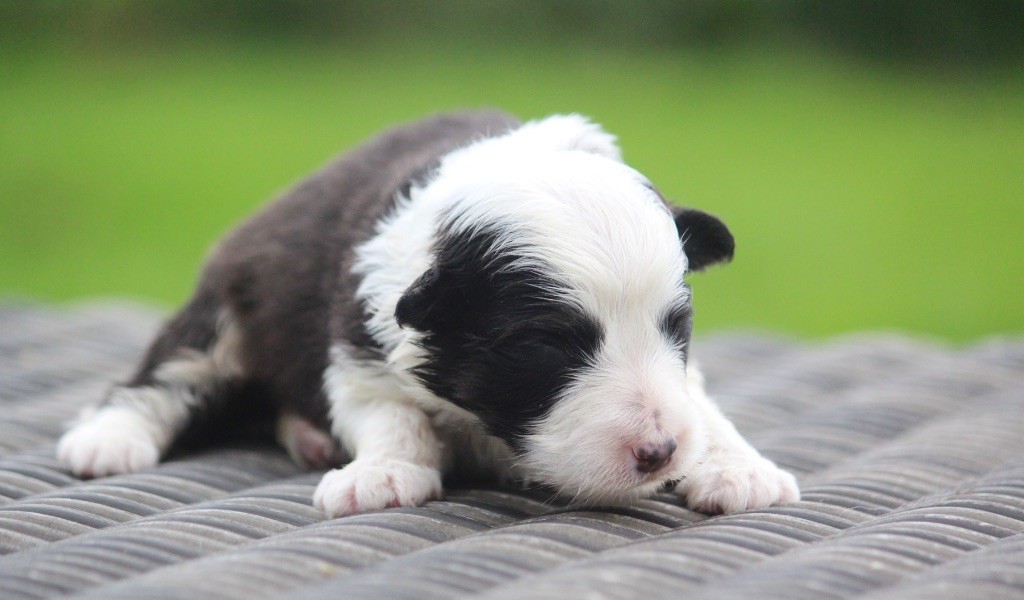 des Terres De Khairyaca - Chiots disponibles - Berger Australien