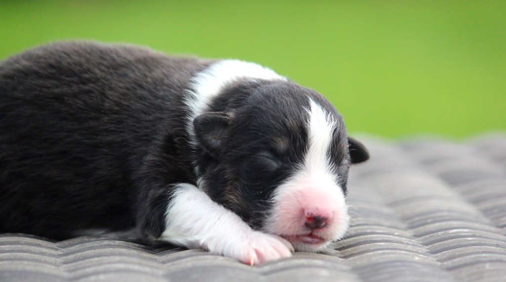 des Terres De Khairyaca - Chiots disponibles - Berger Australien