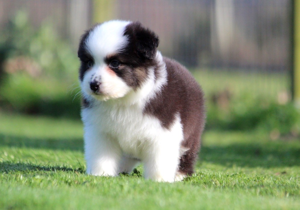 des Terres De Khairyaca - Chiots disponibles - Berger Australien