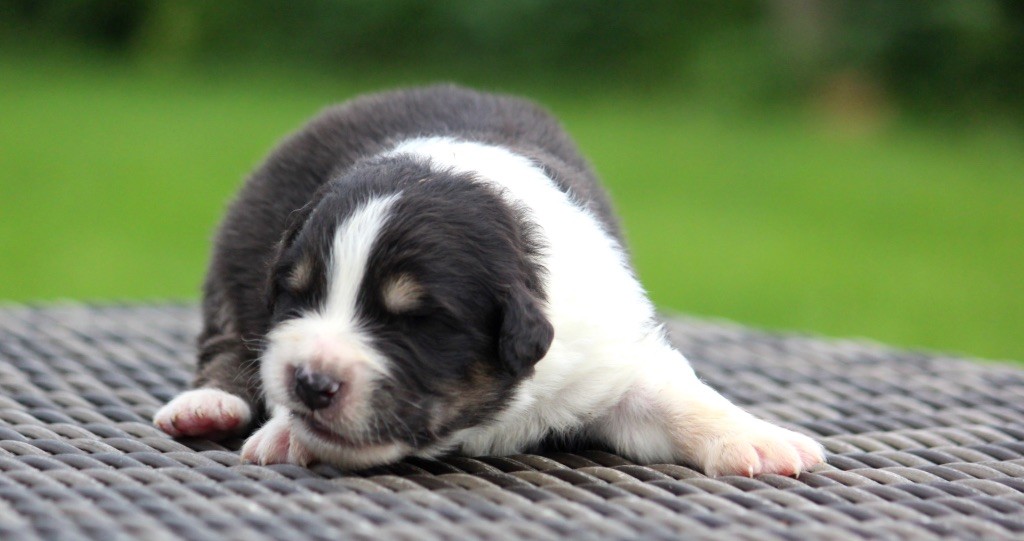 des Terres De Khairyaca - Chiots disponibles - Berger Australien