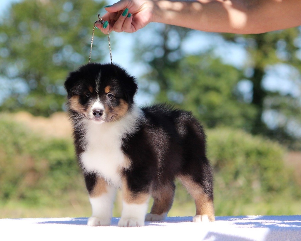 des Terres De Khairyaca - Berger Australien - Portée née le 16/05/2019