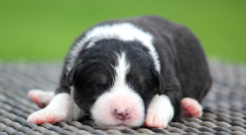 des Terres De Khairyaca - Chiots disponibles - Berger Australien